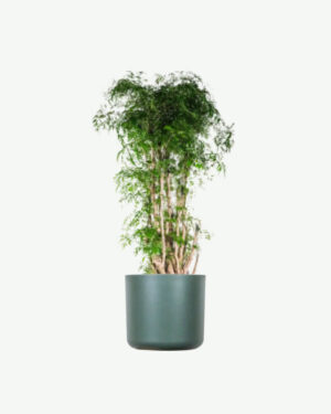 Início plants ecommerce product featured img 19