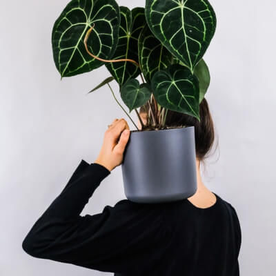 Sobre Plants Store Gallery Img 1