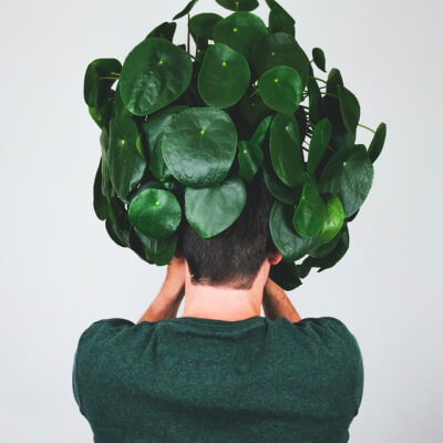 Sobre Plants Store Gallery Img 3