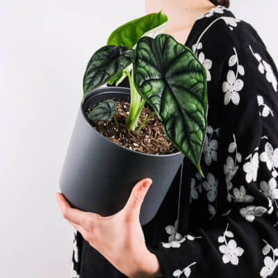 Sobre Plants Store Gallery Img 4