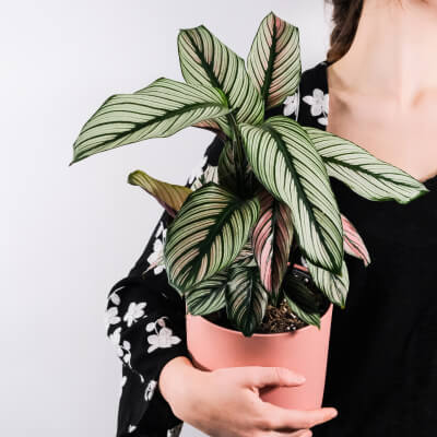 Sobre Plants Store Gallery Img 5