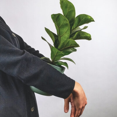 Sobre Plants Store Gallery Img 6